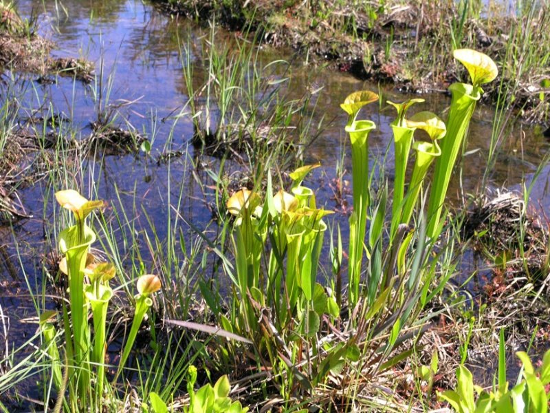 Pitcher_plants1.jpg