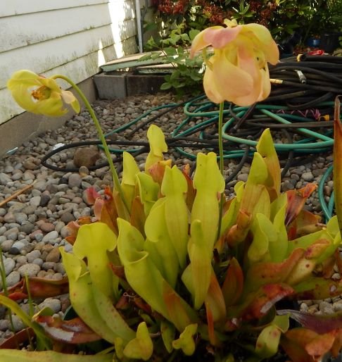 sarracenia flowers.JPG