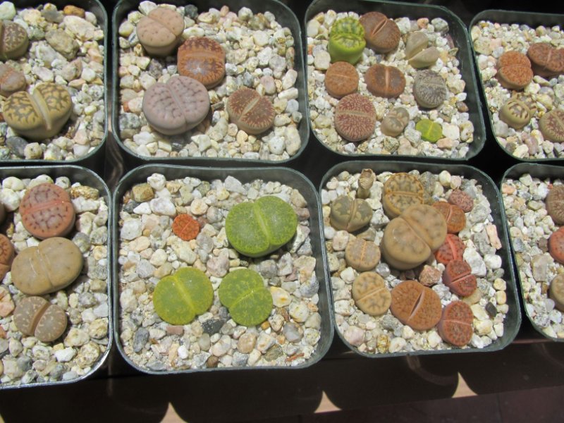 Lithops