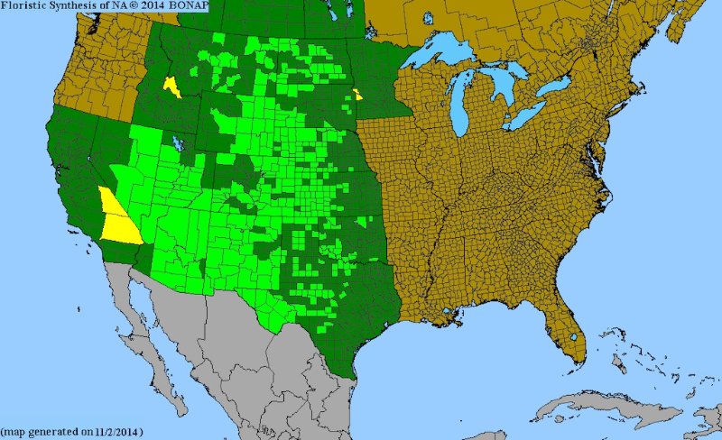 Escobaria vivipara range map.jpg