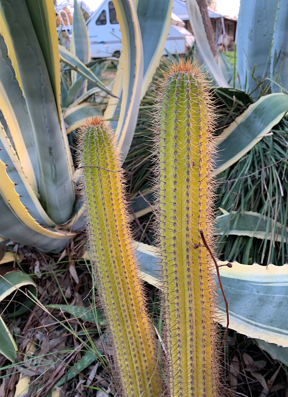 Yellow echinopsis spachiana in garden bed.