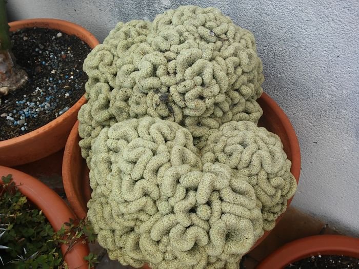 6 mammillaria ellongataf_opt.jpg