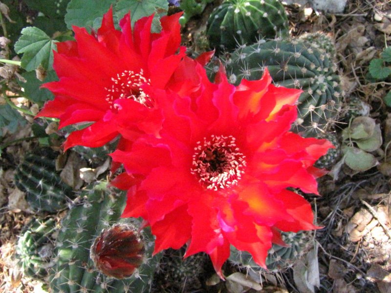 Echinopsis sp9.JPG