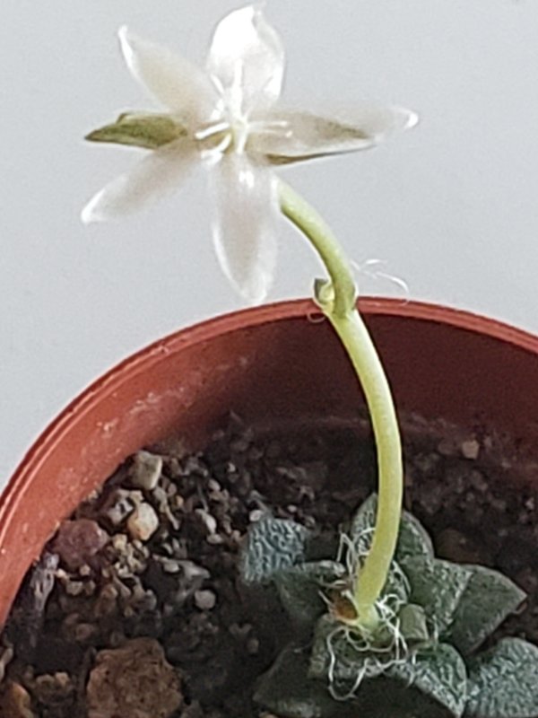 About 6 months old and the size of a dime.  Flower was open for about a day.