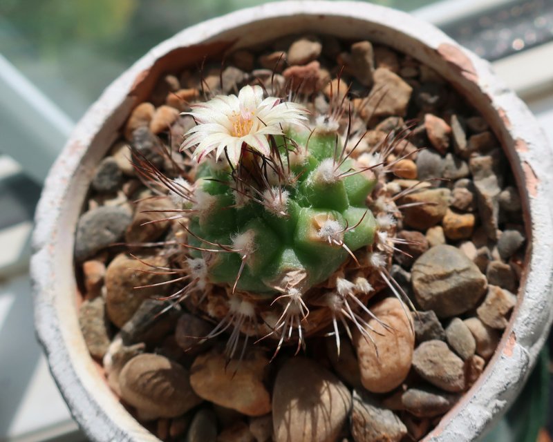 Turbinicarpus swobodae.