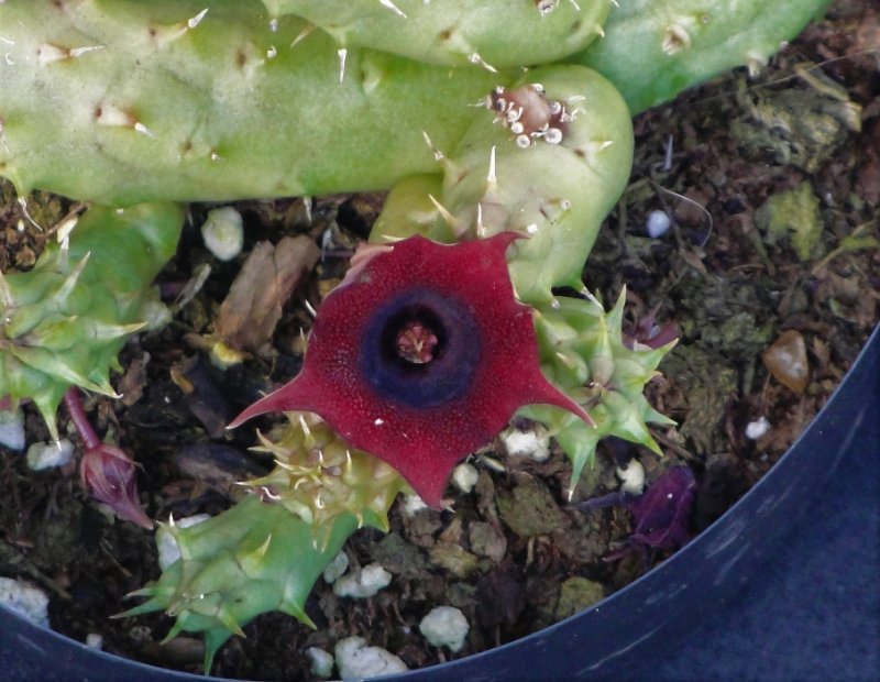 Stapelia macrocarpa-min.JPG