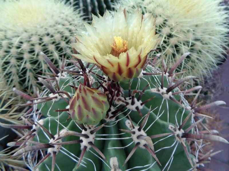 Ferocactus horridus.jpg