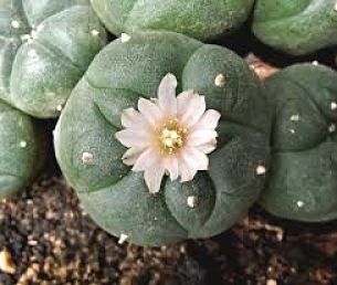 14-lophophora williamsii_opt.jpg