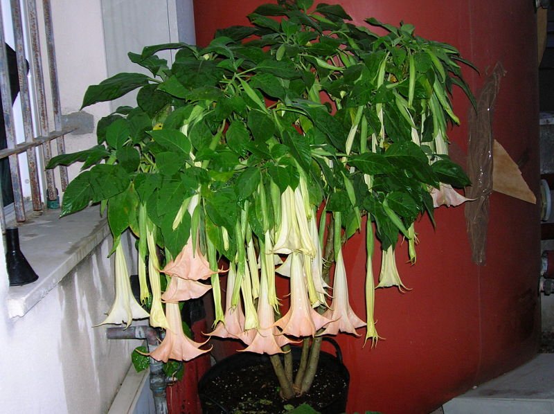 BRUGMANSIA VERSICOLOR -burundanga- - copia (2)_opt.jpg