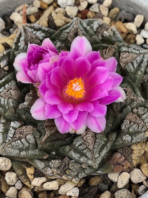 Ariocarpus fissuratus