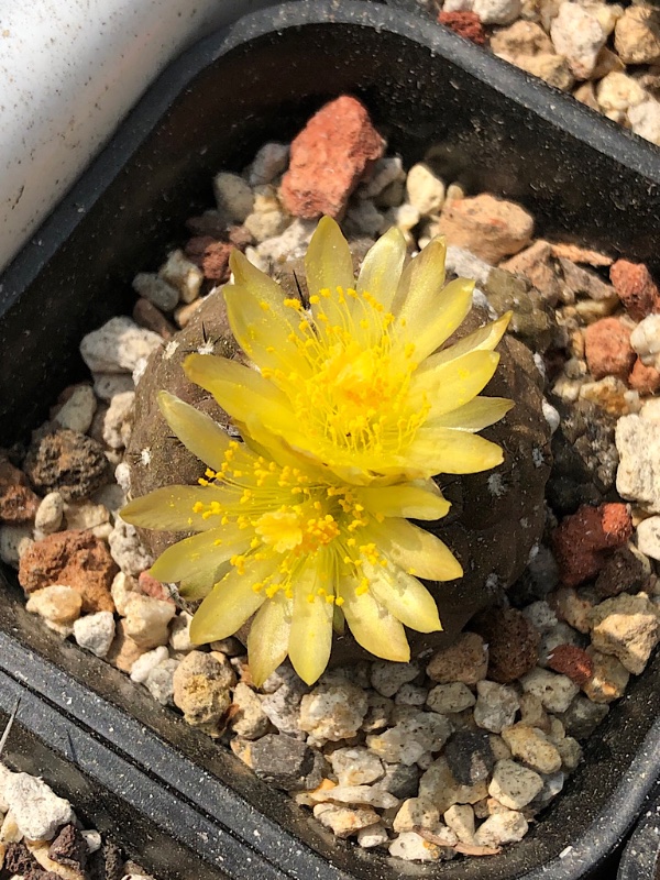 Copiapoa hypogea barquitensis