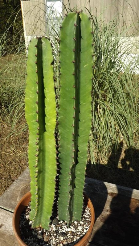 B 043 2016-10-05 Euphorbia ammak DSCF6746 (1024x577) 3.jpg