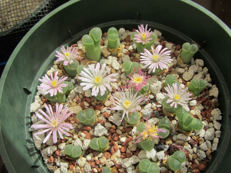 conophytum pubescens