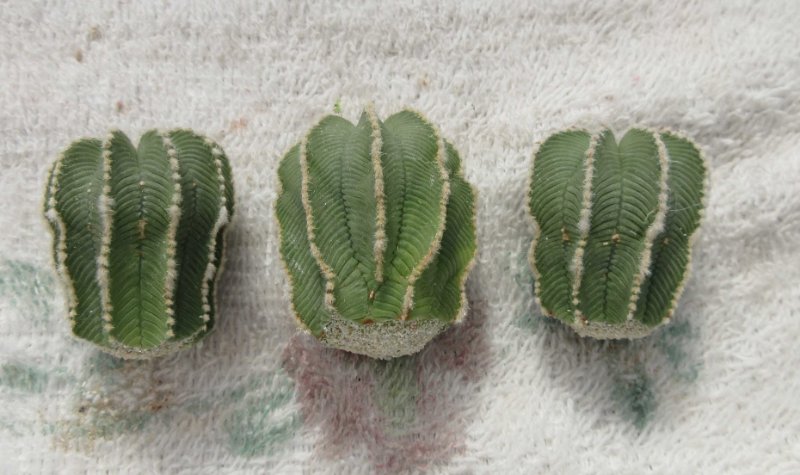 Off-sets of A. hintonii