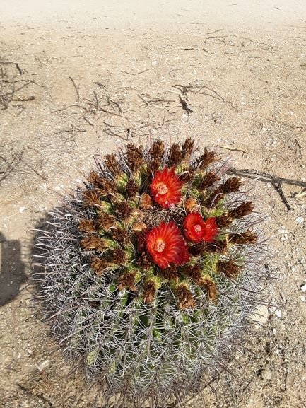 ferocactus