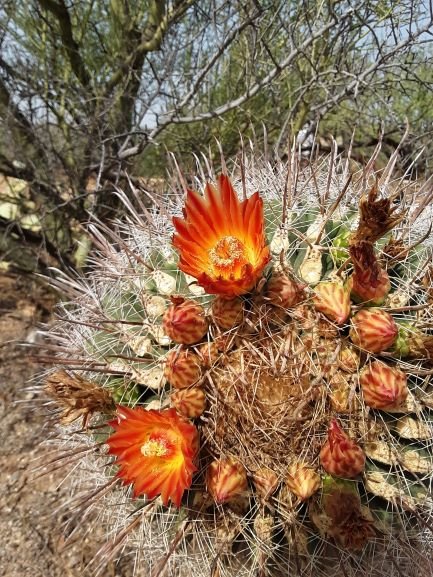 ferocactus flower