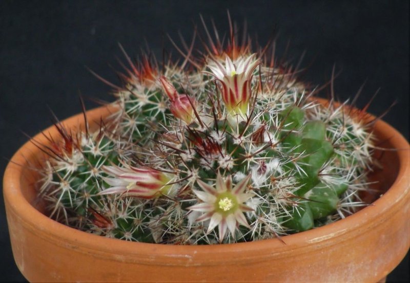 Mamillaria NoID - Copy-min.JPG