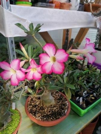 Adenium obesum double flower.jpg