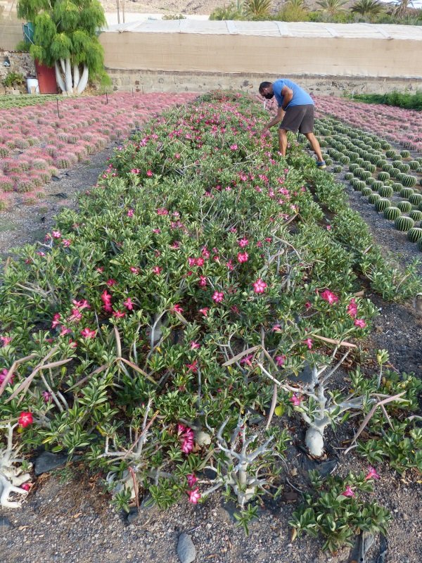 Adenium obesum harvest (600x800).jpg