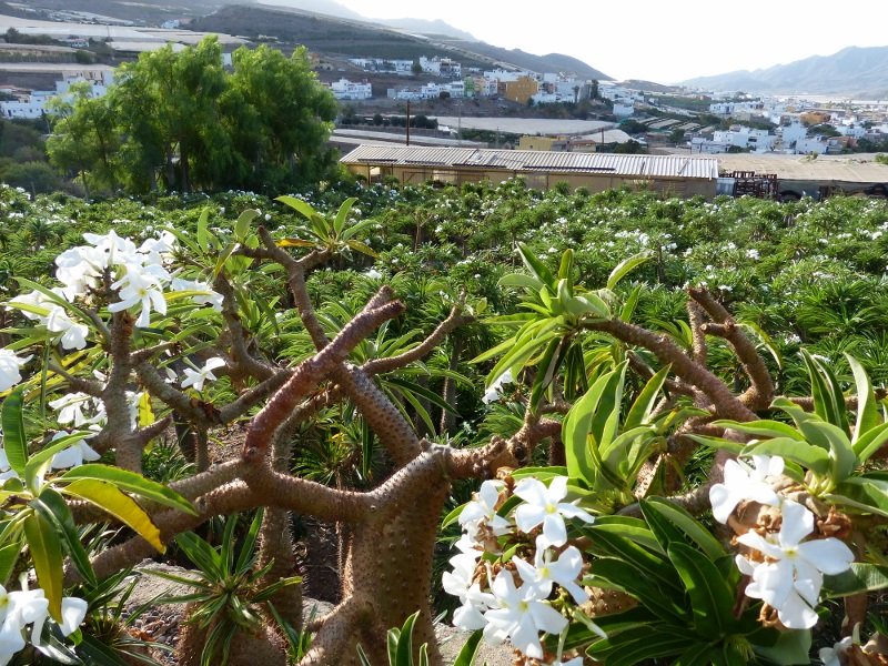 Pachypodium lamerei flowering.jpg