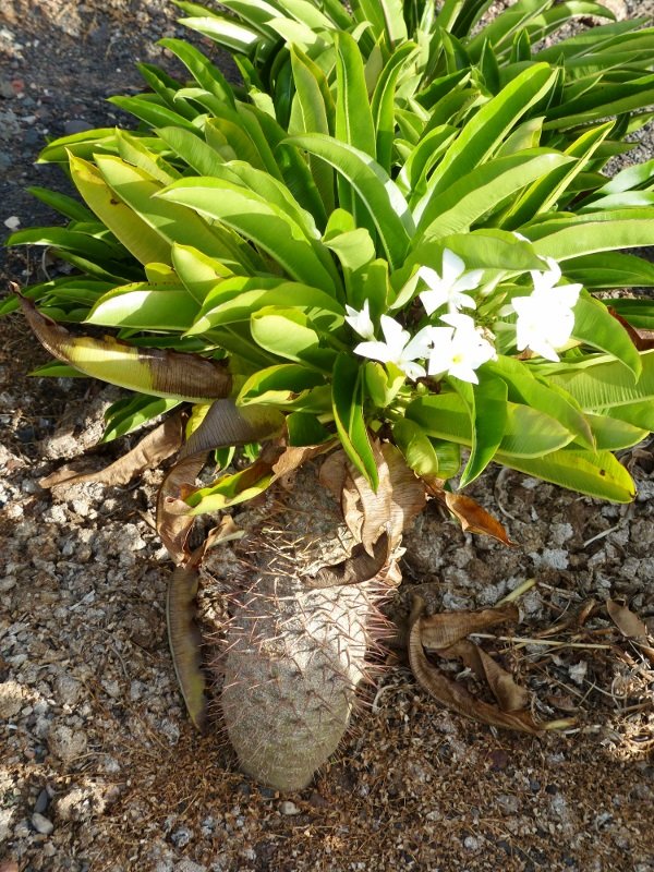 Pachypodium menabeum,flower.jpg