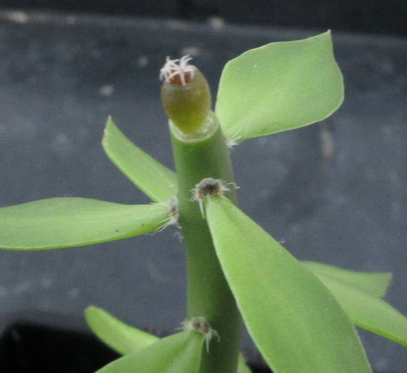 Ariocarpus hybrid cauliflower x godzilla
