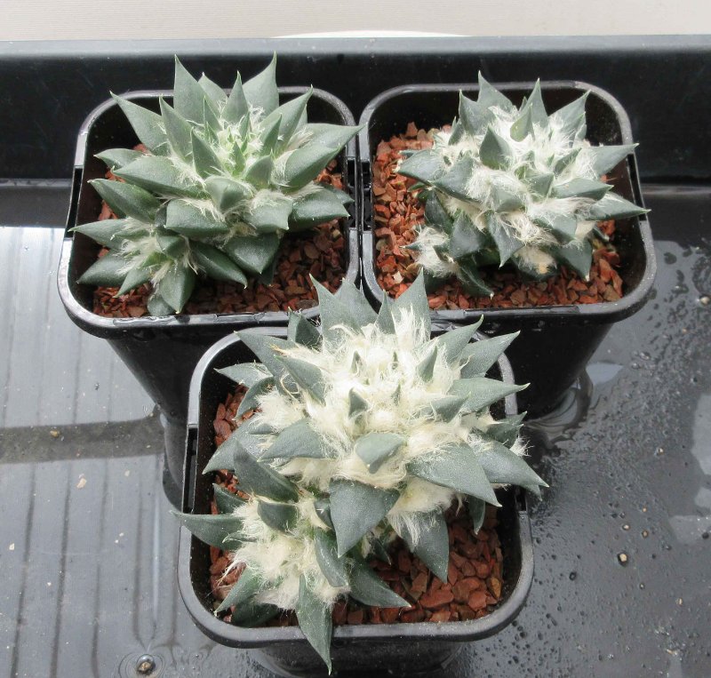 A. red flowering trigonus