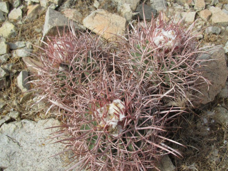 Echinocactus polycephalus