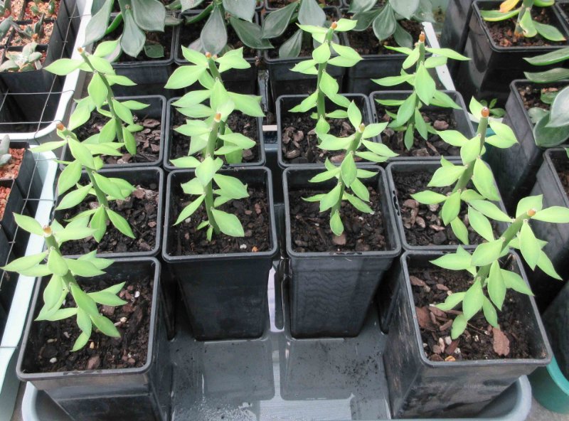 Grafted Ariocarpus hybrid seedlings