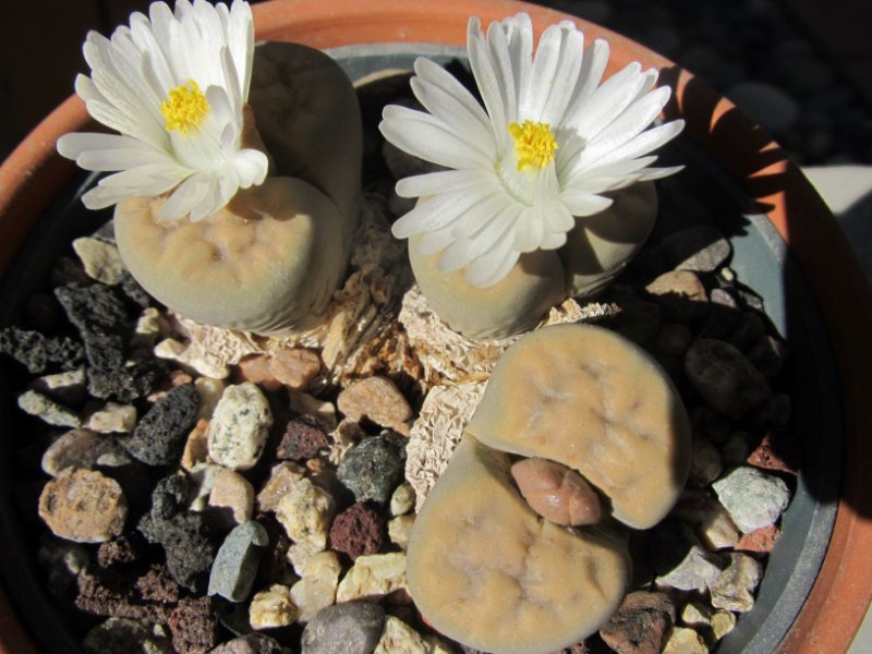 Lithops karasmontana ?