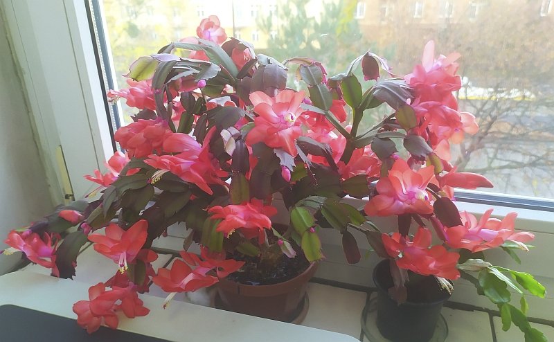 Schlumbergera_salmon_2.jpg