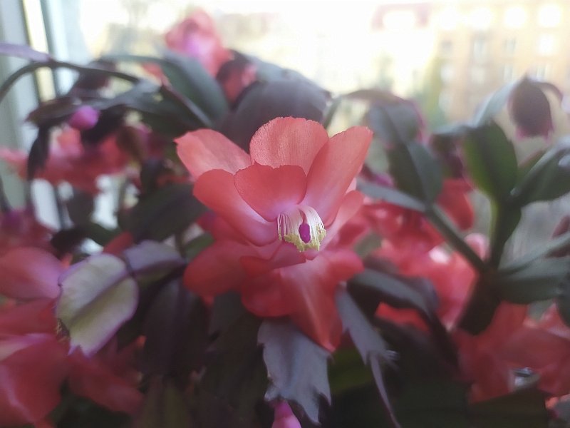 Schlumbergera_salmon_3.jpg