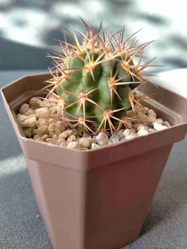 Gymnocalycium schickendantzii