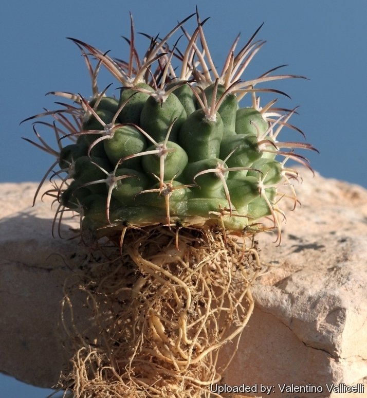 Gymnocalycium_schickendantzii_subs._delaetii_16795_l.jpg