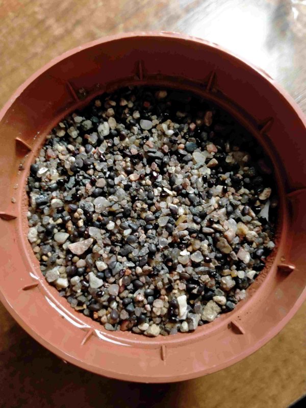 Seeds on sand