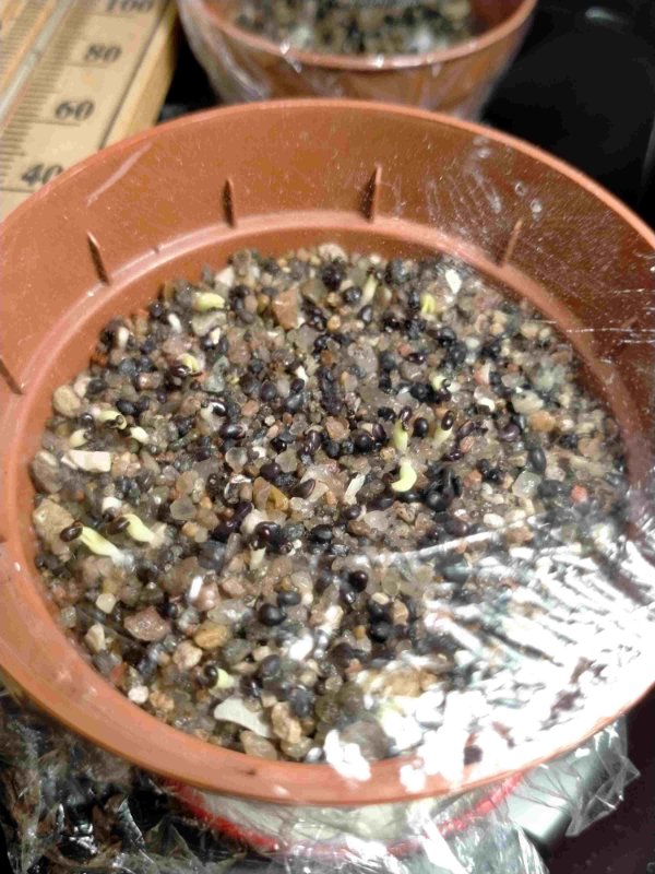 Cacti seedlings