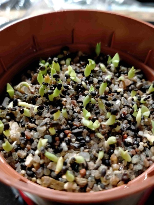 Cacti seedlings