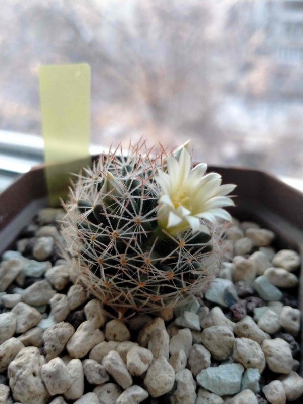 Mammillaria picta blooming