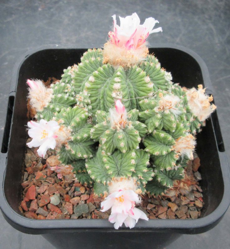 A. ritteri