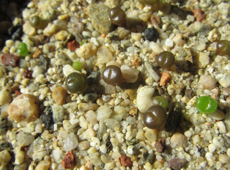 Lithops dark brown