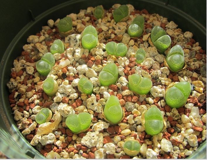 Conophytum devium