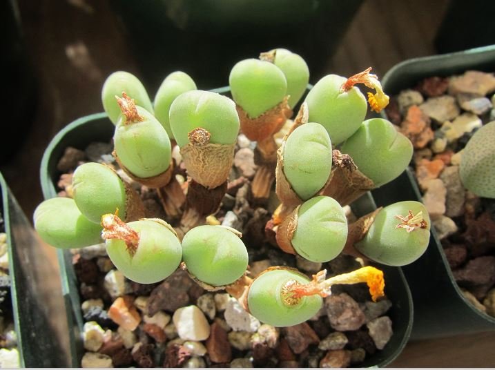 Conophytum meyeri