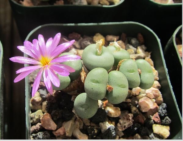 Conophytum minutum nudeum