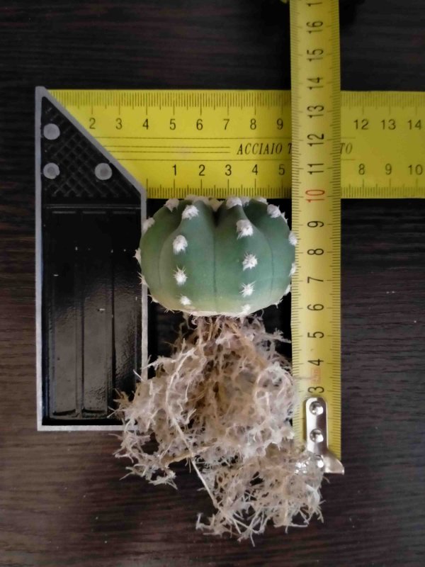 Echinopsis subdenuda roots