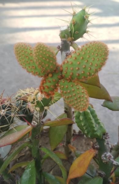 4-6 opuntia is limit on monacantha peres graft