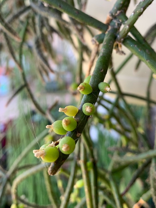 Berries