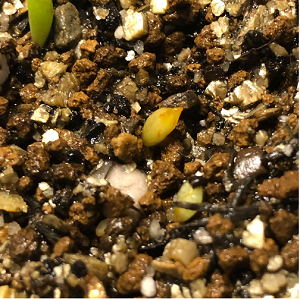 seedlings 1cc.png