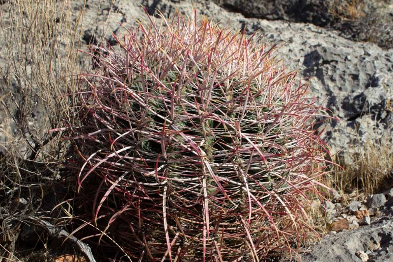 Ferocactus acantodes growing on limestone.