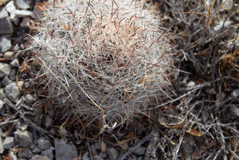 Escobaria v. desertii