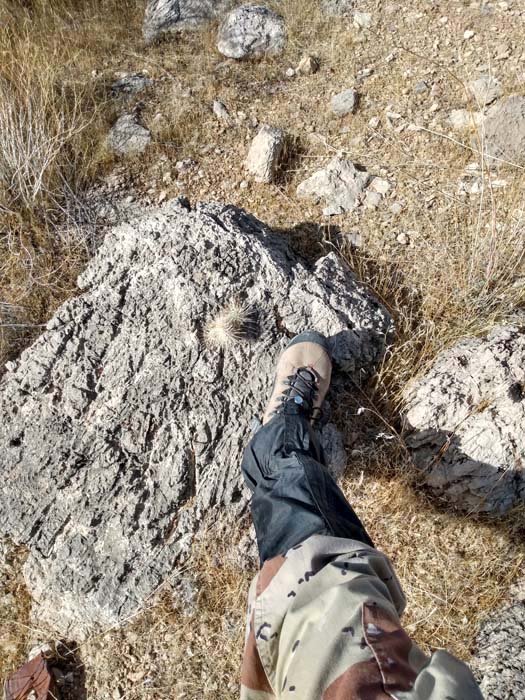 Opuntia in a rock